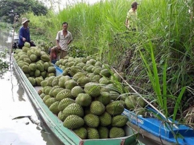 Liên kết trồng sầu riêng