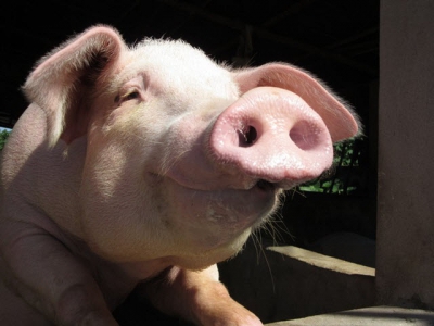 Sows under stress: Antioxidant supplement may help reproductive performance