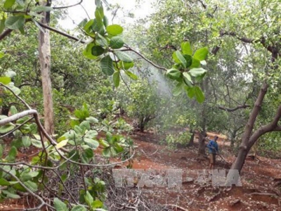 Dutch company eyes 5,000 ha of clean cashew land in Binh Phuoc