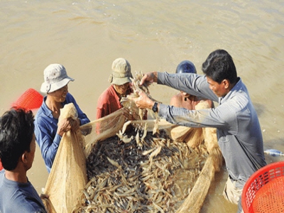 Quảng Ninh aims to become the norths shrimp capital