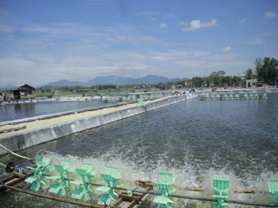Giải pháp nuôi trồng thủy sản năm 2019 ở Quảng Ngãi