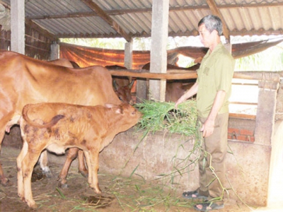 Phòng, chống dịch bệnh do hạn mặn trong chăn nuôi
