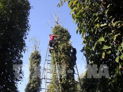 Hi-tech pepper cultivation expands in Quang Tri