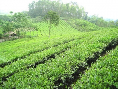 Phu Tho to invest 5 million USD in tea industry development