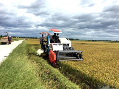 Rice export market risky, Vietnamese farmers suffer constant anxiety