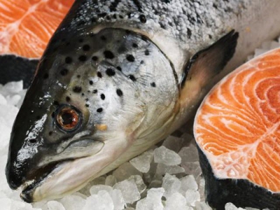 Salmon farmer replaces dietary fish oil with marine algae