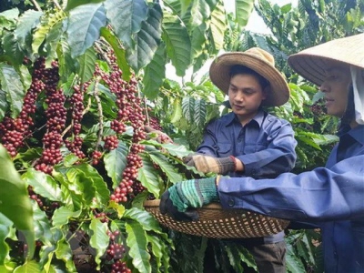 Sustainable coffee production project benefits Lam Dong farmers