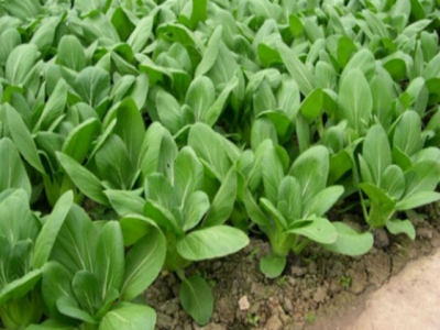 Kỹ thuật trồng cây rau cải chíp xanh năng suất và chất lượng tốt nhất
