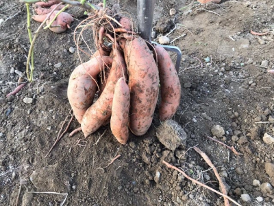 The future of sweet potatoes