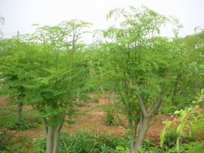 Kỹ thuật trồng cây chùm ngây năng suất cao và chất lượng tốt