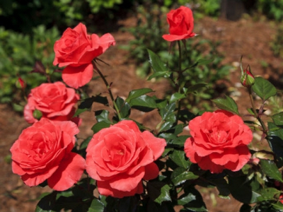 The delicate art of large-scale rose farming