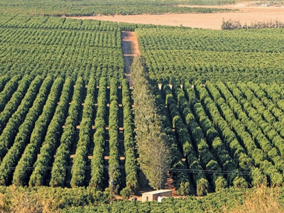 How a family citrus farm became a mega business