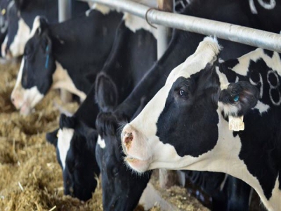 Land purchase paves way for Idaho research dairy