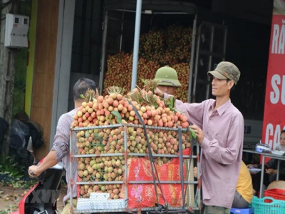 Hai Duong prepares to export fresh lychees to Japan