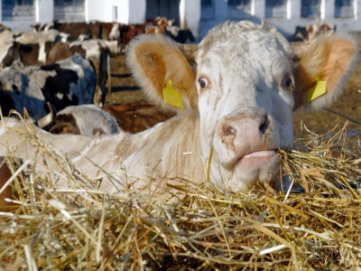Winter feed costs dependent on forage prices