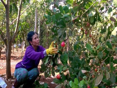 Cashew farmers concern about price drop