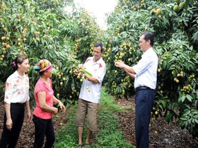 Tan Yen expands lychee areas grown under VietGAP standard