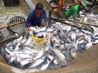 Viet Nam catfish sellers try to conquer home market