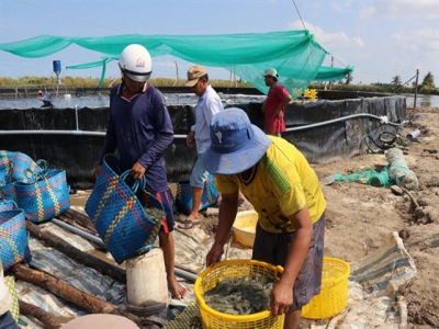 Kiên Giang to expand industrial shrimp farming