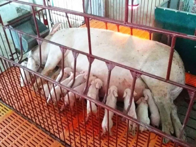 Có nên chọn lợn thịt làm nái để hạ nhiệt lợn giống?