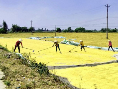 Farmers in Mekong Delta provinces enjoy bumper winter-spring rice crop