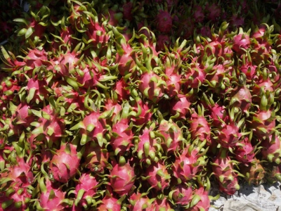 Long An: More than 100 tons of dragon fruits exported every day by sea