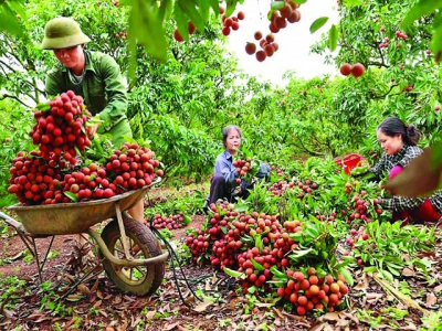 Vietnams fruit & vegetable sector eyes bright export prospects
