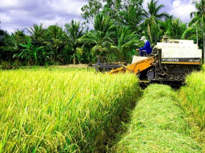 Rice farmers enjoy bumper harvest, high prices in Mekong Delta