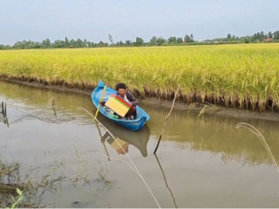 Xu hướng nông nghiệp hữu cơ cho vùng lúa - tôm