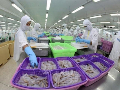 Vietnam to become worlds key shrimp producer