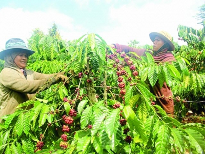 Inventories decreased, coffee exports are optimistic