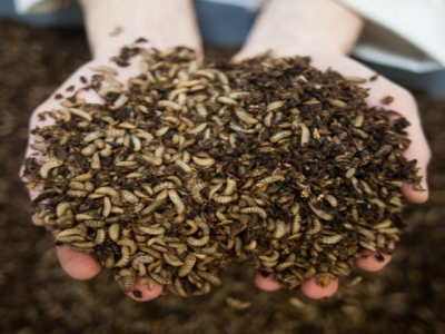 Why insect production may have minimal impact on aquaculture sustainability