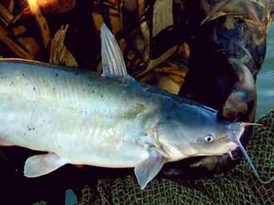 Hybrid Catfish Offer Performance Advantages for US Catfish