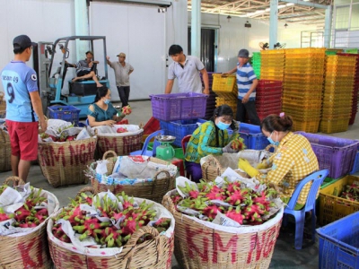 Price of dragon fruit increased sharply after Tet