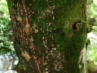 Cách phòng và trị bệnh thối gốc chảy mủ trên cây mít Thái