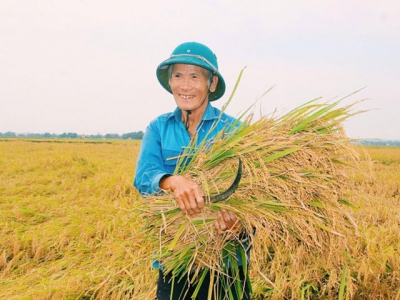 Vietnamese rice more pricey than Thailands
