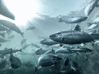 Study sheds light on the movements of escaped farmed salmon