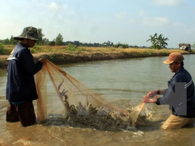 Ca Mau moves to expand world-standard shrimp farming