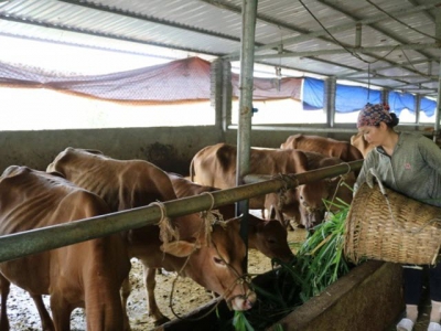 Staying vigilance against livestock illnesses