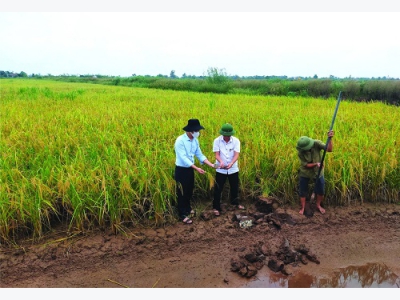 Hiệu quả bước đầu mô hình canh tác giống lúa ST25 trên vùng nuôi Rươi