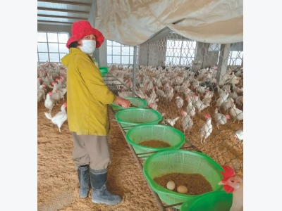 Mô hình nuôi gà Ai Cập trắng sinh sản cho thu nhập cao