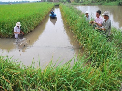 Kien Giang farmers happy with rice-shrimp farming