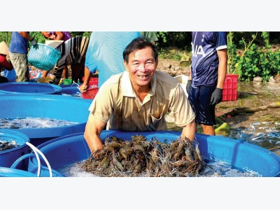 Hiệu quả nuôi tôm càng xanh nước ngọt ở Quảng Trị