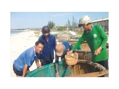 Cá Mú Vào Bờ, Niềm Vui Làng Biển Ở Bình Thuận