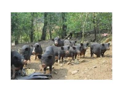 Phát Triển Lợn Đen Lai Lợn Rừng Ở Thôn 7 Thống Nhất Tuyên Quang