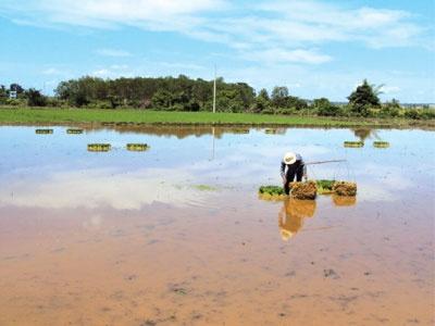 Trễ Vụ Hè Thu Và Áp Lực Sâu Bệnh Trên Lúa Ở Bình Thuận