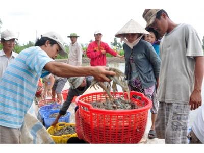 Nuôi Tôm Thẻ Chân Trắng Đại Trà, Ngành Chức Năng Khó Kiểm Soát Ở Cà Mau