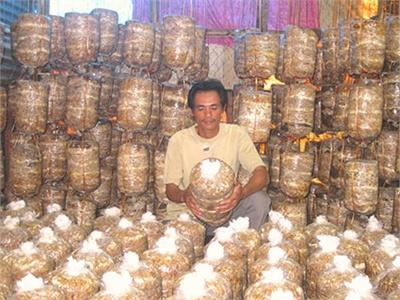 Hiệu quả kinh tế từ mô hình trồng nấm rơm trong nhà tại tỉnh Bình Định