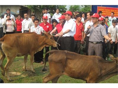 Niềm Vui Lớn Từ Ngân Hàng Bò