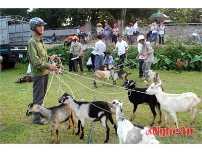 Nuôi Dê Sinh Sản Ở Tân Kỳ